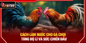 Cách Làm Nước Cho Gà Chọi - Tăng Độ Lì Và Sức Chiến Đấu