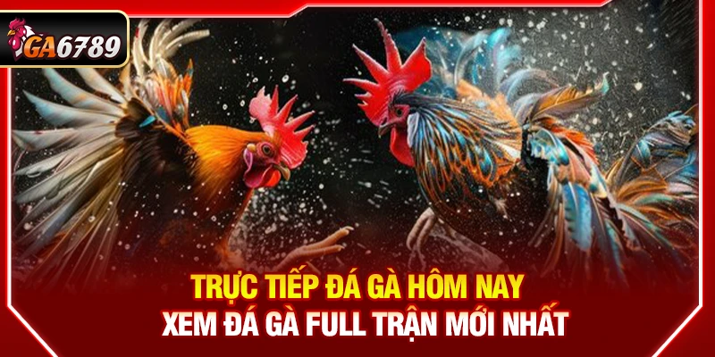 Trực Tiếp Đá Gà Hôm Nay - Xem Đá Gà Full Trận Mới Nhất