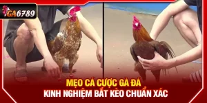 Mẹo Cá Cược Gà Đá - Kinh Nghiệm Bắt Kèo Chuẩn Xác
