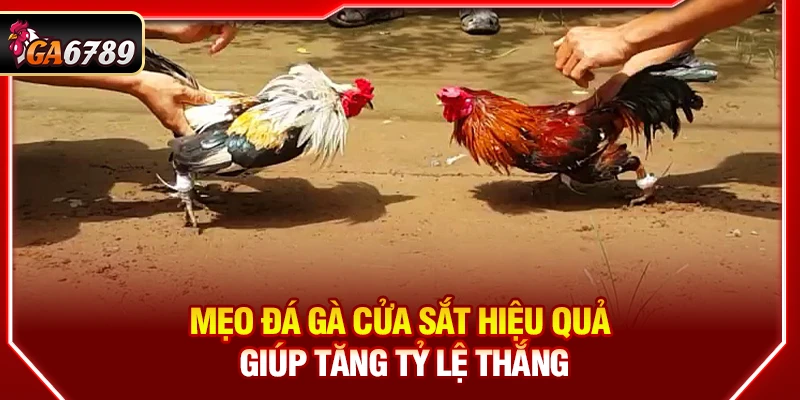 Mẹo Đá Gà Cửa Sắt Hiệu Quả Giúp Tăng Tỷ Lệ Thắng