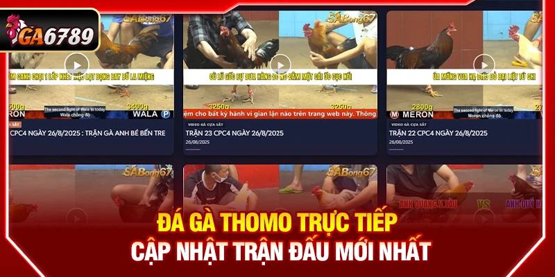 Đá Gà Thomo Trực Tiếp - Cập Nhật Trận Đấu Mới Nhất