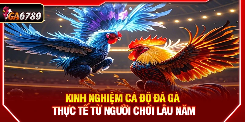 Kinh Nghiệm Cá Độ Đá Gà Thực Tế Từ Người Chơi Lâu Năm