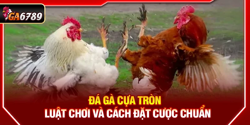 Đá Gà Cựa Tròn Ga6789 - Luật Chơi Và Cách Đặt Cược Chuẩn