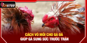 Cách Vô Mồi Cho Gà Đá Giúp Gà Sung Sức Trước Trận