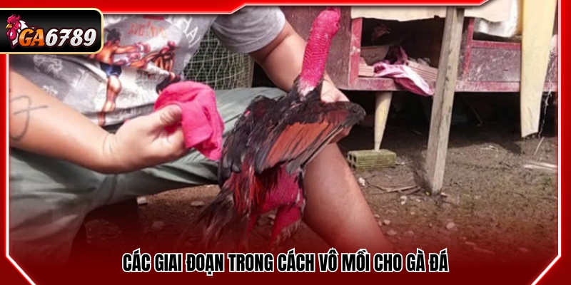 Những bước trong cách vô mồi cho gà đá
